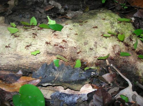 fourmis-cookies-2.jpg
